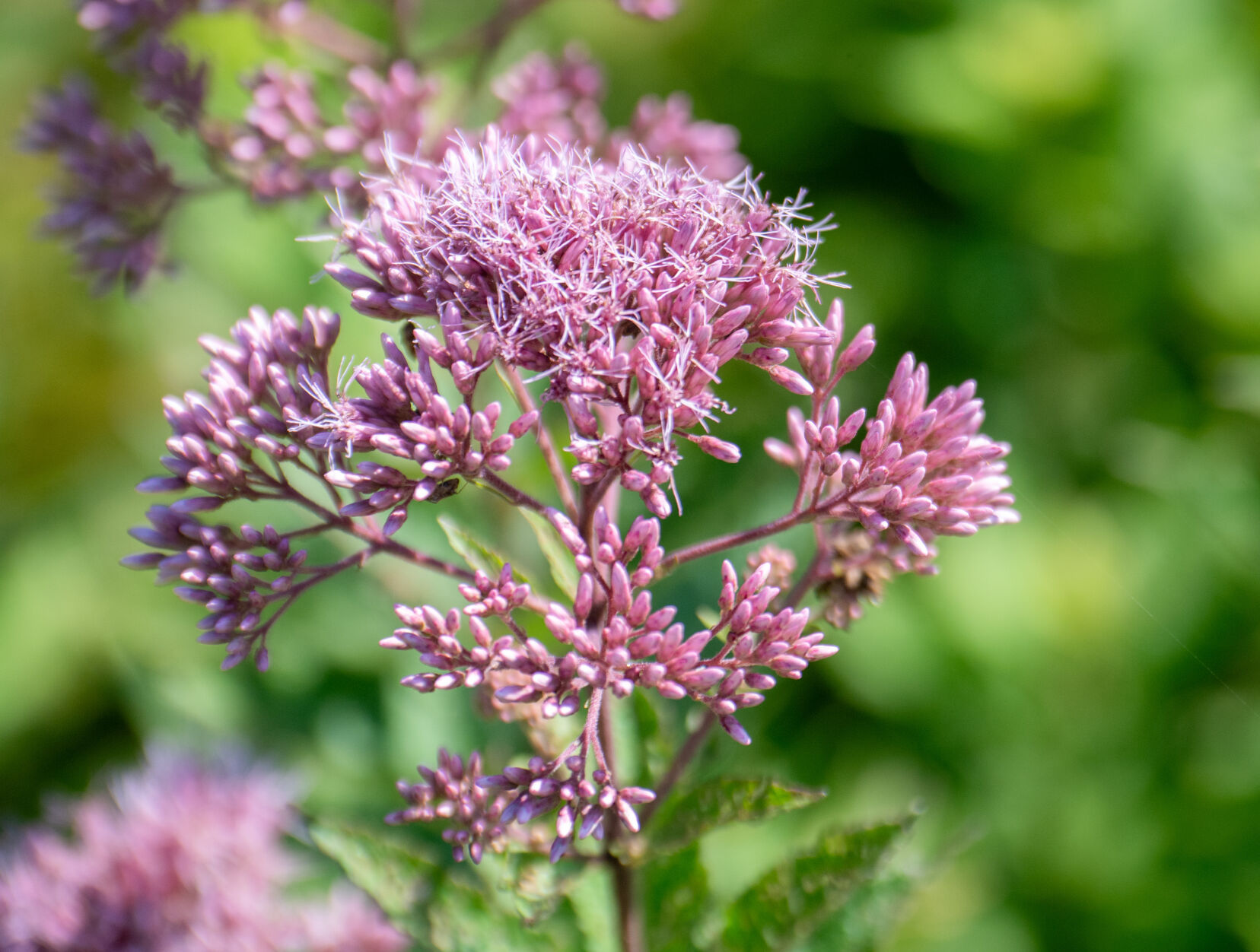 pollinator garden